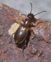 Omonadus floralis