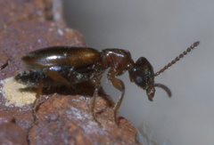 Omonadus floralis