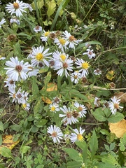 Symphyotrichum prenanthoides