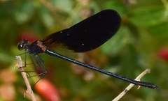 Calopteryx haemorrhoidalis