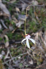 Caladenia longicauda