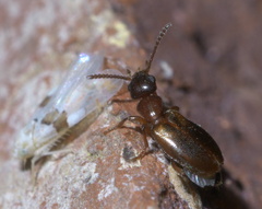 Omonadus floralis