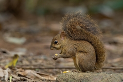 Sciurus aestuans