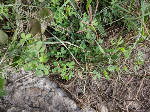 ľadenec (Lotus)