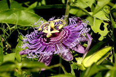 Passiflora
