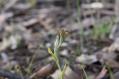 Pterostylis recurva