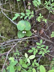 Symphoricarpos mollis