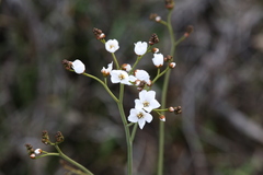 Drosera gigantea