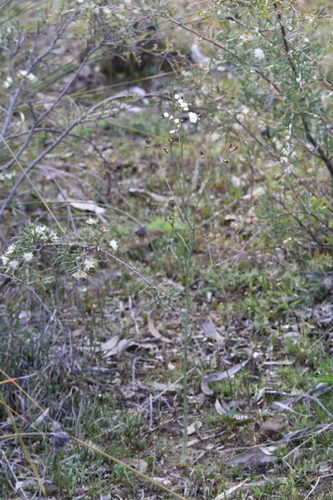 Drosera gigantea