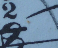 Parasitiformes
