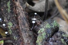 Mycena tenerrima