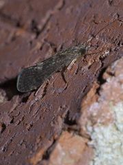 Hydropsychinae