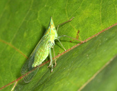 Dictyopharinae
