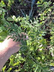 Styphnolobium affine