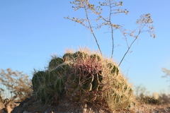 Hamatocactus hamatacanthus
