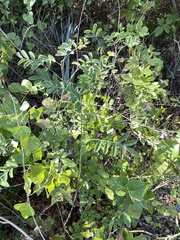 Styphnolobium affine