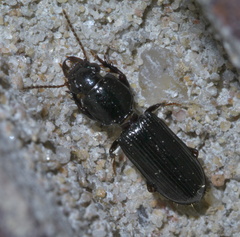 Clivina dentipes