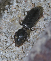 Clivina dentipes