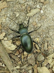 Carabus glabratus