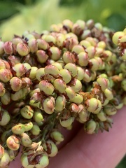 Sorghum bicolor