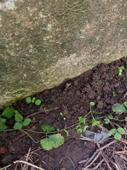 Megachile sculpturalis