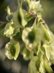 Fallopia