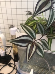 Tradescantia zebrina