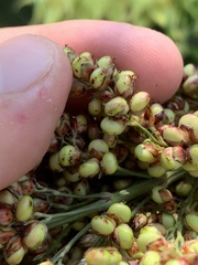 Sorghum bicolor