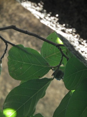 Neoshirakia japonica