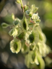 Fallopia