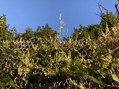 Fallopia