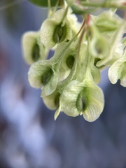 Fallopia