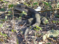 Ameiva ameiva