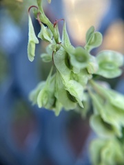 Fallopia
