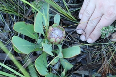 Protea acaulos