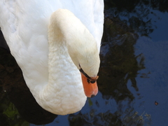 Cygnus olor