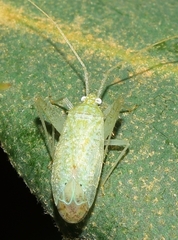 Phytocoris delicatulus