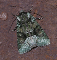 Lacinipolia explicata