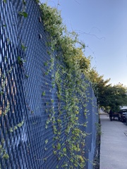 Fallopia