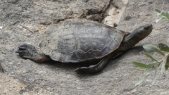 Mauremys leprosa