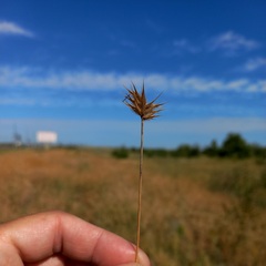 Eremopyrum orientale