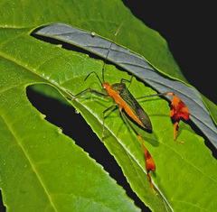 Anisoscelis foliaceus