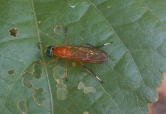 Ptecticus testaceus