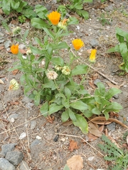 Calendula
