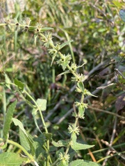 Stachys hispida