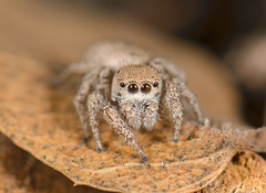 Habronattus gilaensis