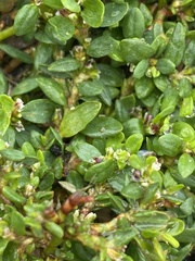 Polygonum aviculare