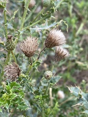 Carduus acanthoides