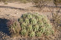 Hamatocactus hamatacanthus