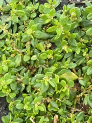 Polygonum aviculare